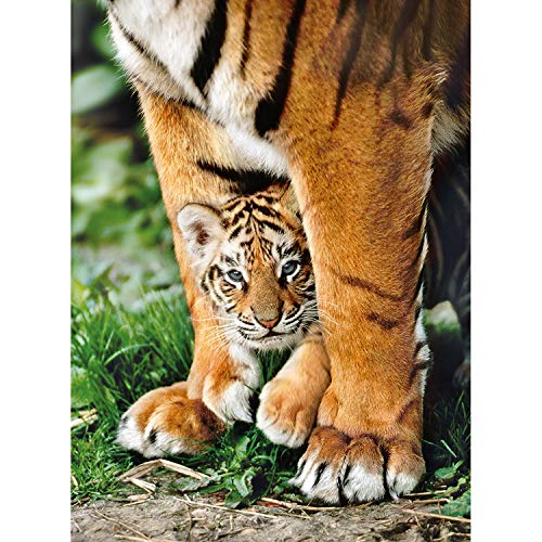 Clementoni Bengal Tiger Cub Between Its Mot Collection Puzzle 500 Pezzi 35046 0 1