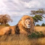 Clementoni Collection Puzzle The King 1000 Pezzi Multicolore 39479 0 0