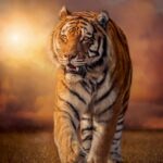 Clementoni Tiger Collection Puzzle 1500 Pezzi 31806 0 0