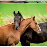 Educa Caballos Puzzle Per Bambini Da 200 Pezzi A Partire Dai 6 Anni 18608 0