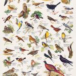 Eurographics Birds Puzzle 1000 Pezzi 0 0