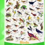 Eurographics Birds Puzzle 1000 Pezzi 0 2