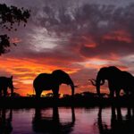 Lais Puzzle Elefanti Al Tramonto In Un Fiume 1000 Pezzi 0 0