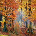 Lais Puzzle Paesaggio Forestale In Autunno 1000 Pezzi 0 0