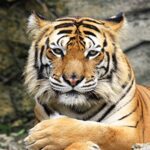 Lais Puzzle Tiger 1000 Pezzi 0 0