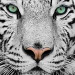 Lais Puzzle Tigre Bianca 1000 Pezzi 0 0