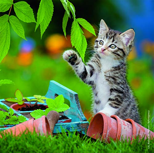 Ravensburger Gattini Tigrati Puzzle Per Bambini Multicolore 3 X 49 Pezzi 08046 0 2