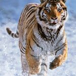 Ravensburger Italy Tigre Nella Neve Puzzle Da Adulti Multicolore 500 Pezzi 878509 0 0