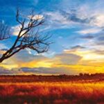 Schmidt Mark Gray Puzzle Tematica Desert Oak At Sunset Northern Territory Australia 1000 Pezzi 0 0