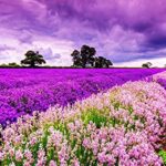 Superpower Romantico 1000 Pezzi Viola Cielo Provenza Lavanda Fiore Mare Fiori Campo Crepuscolo Tramonto Paesaggio Adulti Giochi Puzzle In Legno Per Pavimenti Pittura A Olio 0