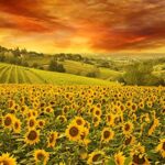 Wacydsd Puzzle 1000 Pezzi Il Vasto Mare Di Fiori Di Girasole Puzzle Per Adulti Puzzle In Legno Giocattolo Kit Fai Da Te Unico Regalo Di Festa Decorazioni Per La Casa 750x500mm 0