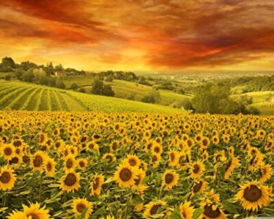 Wacydsd Puzzle 1000 Pezzi Il Vasto Mare Di Fiori Di Girasole Puzzle Per Adulti Puzzle In Legno Giocattolo Kit Fai Da Te Unico Regalo Di Festa Decorazioni Per La Casa 750x500mm 0